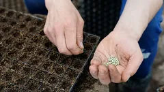 この花は4月に植えるのが一番です。